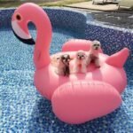 Inflatable Flamingo Swimming Pool Float Summer Island Giant Ride On White Swan Lifebuoy Lounge Toy Raft - 6